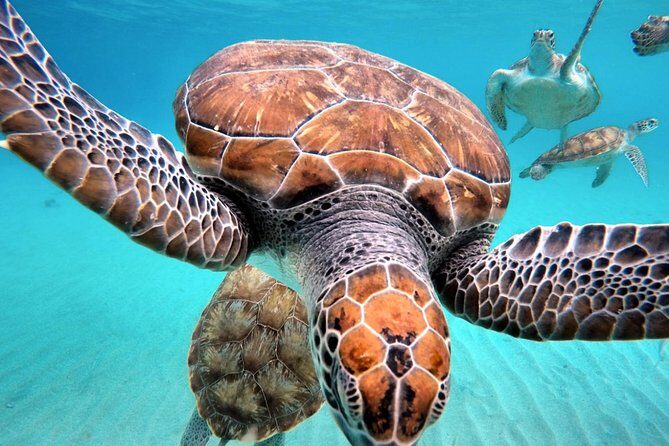Swim and Snorkel with Sea Turtles - FAQs