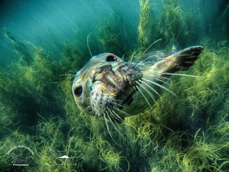 Swim and Snorkel with Seals. Boat Trip Penzance Cornwall - Exploring Cornwall’s Marine Life: What to Expect