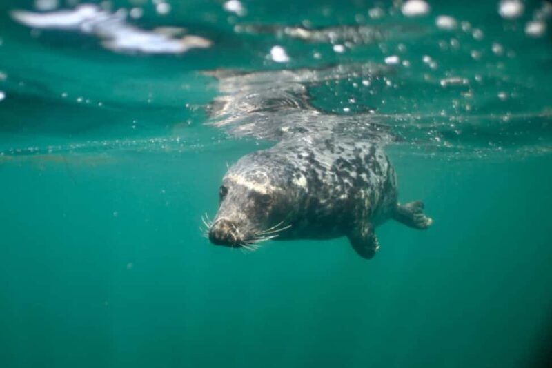 Swim and Snorkel with Seals. Boat Trip Penzance Cornwall - The Sum Up