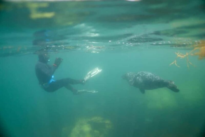 Swim and Snorkel with Seals. Boat Trip Penzance Cornwall - Frequently Asked Questions