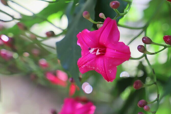 Swim at Oahu Waterfall in Waimea with Coffee, Lunch and Dole - A Closer Look at the Waimea Waterfall Tour