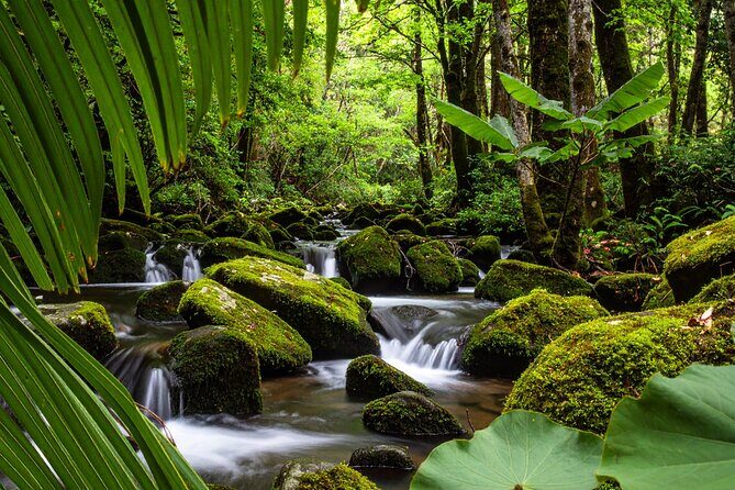 Swim, Explore & Identify Tropical Flora - A Unique Puerto Rican Nature Escape: Swim, Explore & Identify Tropical Flora