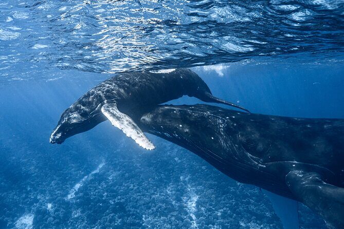 Swim in Moorea with Humpback Whales and More - Who Guides You?