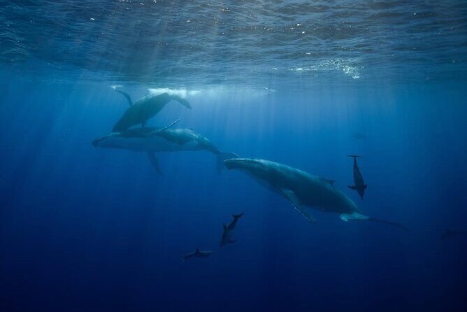 Swim in Moorea with Humpback Whales and More - The Experience of Swimming with Whales