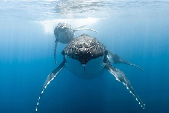 Swim in Moorea with Humpback Whales and More - Practical Details