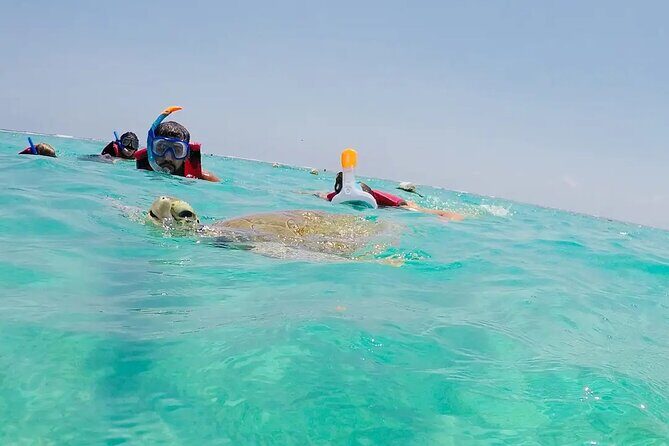 Swim with akumal turtles - Final Thoughts: Is This Tour Right for You?