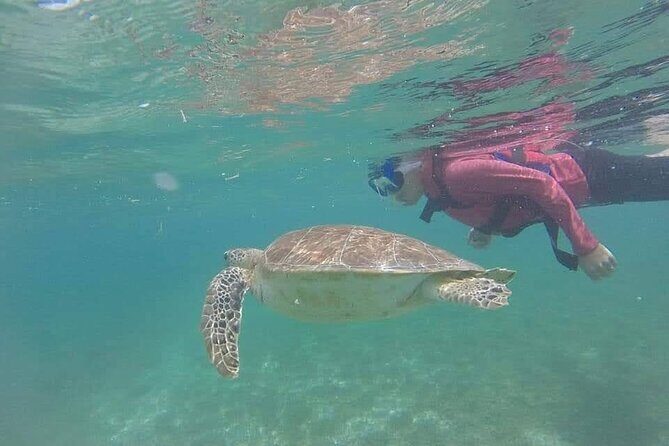 Swim with akumal turtles - Frequently Asked Questions