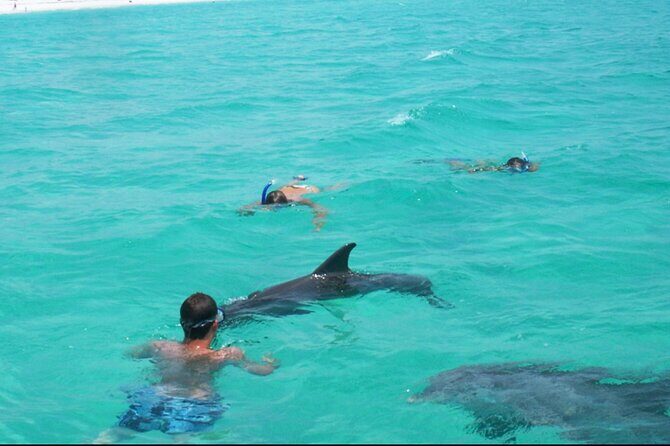 Swim with Dolphins And Snorkeling Group Tour - Exploring the Swim with Dolphins and Snorkeling Group Tour in Panama City Beach