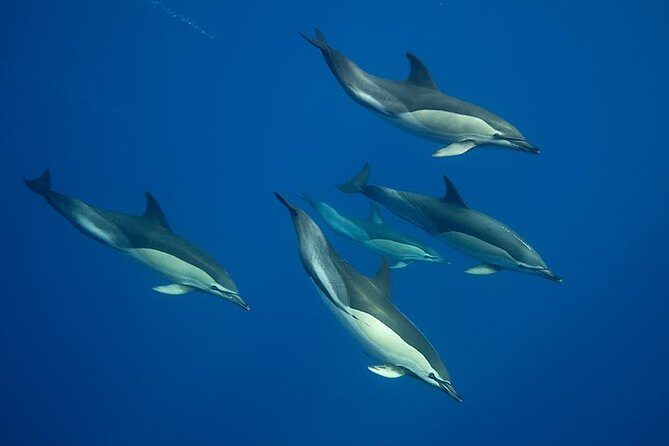 Swim with Dolphins in the Azores - Swim with Dolphins in the Azores: An Authentic Marine Adventure