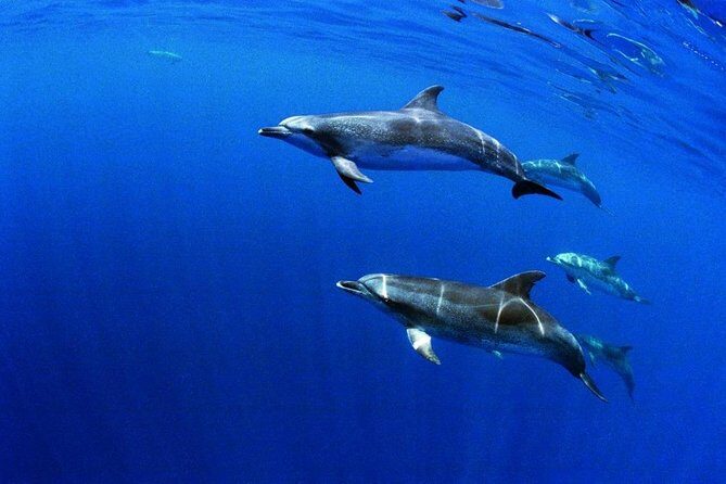 Swim with Dolphins in the Azores - A Closer Look at the Dolphin Swim Experience