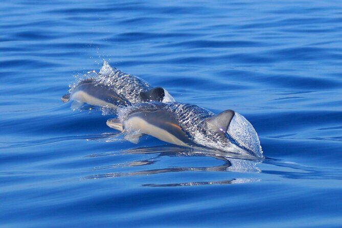 Swim with Dolphins in the Azores - Why This Tour Stands Out