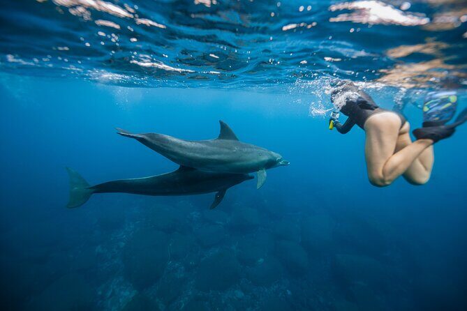 Swim With Dolphins & Turtles in West Oahu (Semi-Private Tours) - An In-Depth Look at the West Oahu Dolphin and Turtle Swim Tour