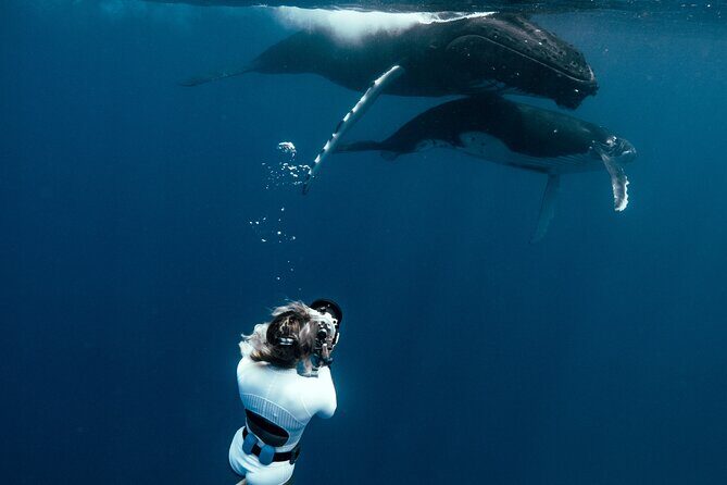 Swim with humpback whales - The Ultimate Guide to Your Moorea Whale Swim Adventure