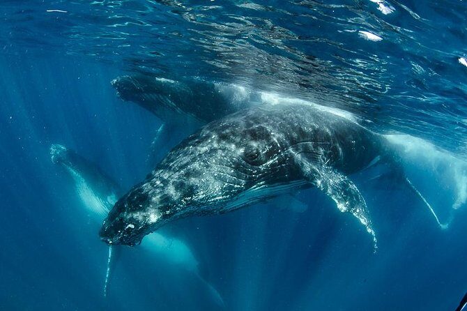 Swim with Humpback Whales - Ningaloo Reef - 3 Islands Whale Shark Dive - Experience the Magic of Ningaloo Reef and the Sea of Humpback Whales