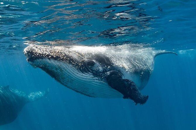 Swim with Humpback Whales - Ningaloo Reef - 3 Islands Whale Shark Dive - Key Points