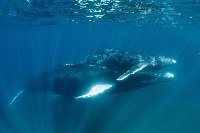 Swim with Humpback Whales - Ningaloo Reef - 3 Islands Whale Shark Dive - Final Thoughts: Who Is This Tour For?