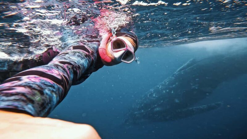 Swim with Humpback Whales: Sunshine Coast - A Deep Dive into the Experience