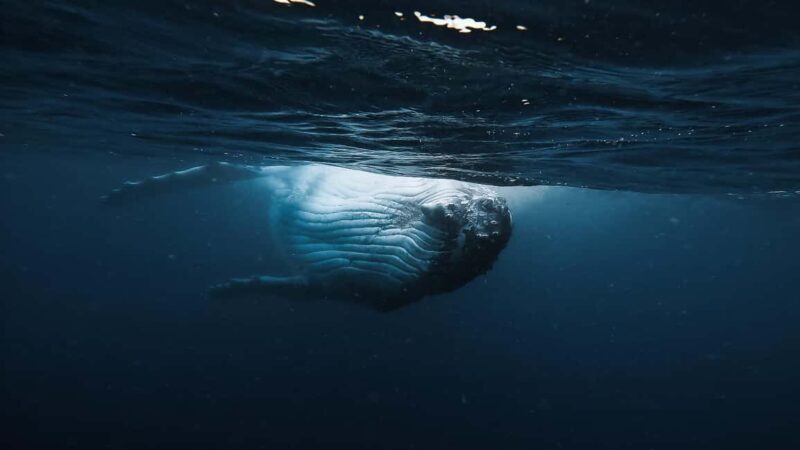 Swim with Humpback Whales: Sunshine Coast - Price and Value Analysis