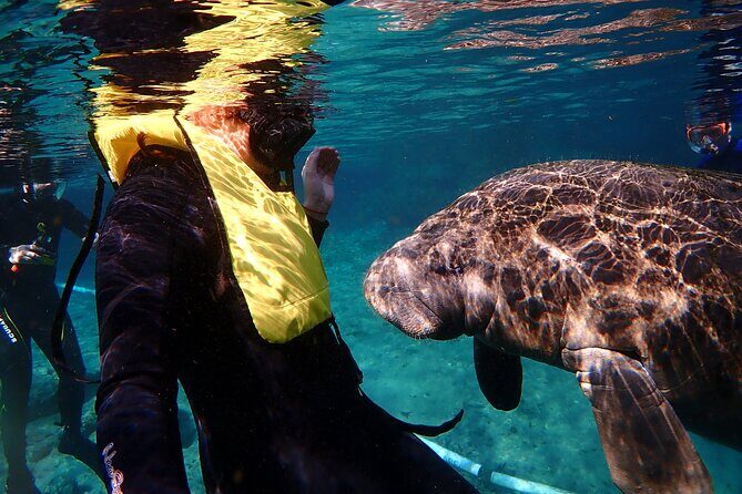 Swim with Manatees: Eco-Educational Tour in Crystal River - Swim with Manatees: Eco-Educational Tour in Crystal River