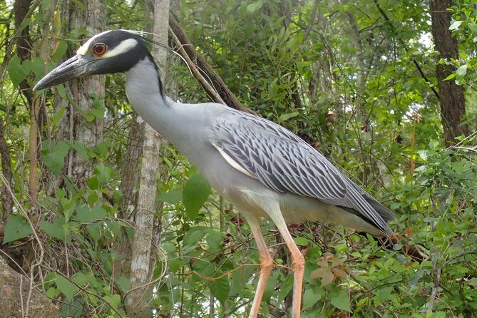Swim with Manatees: Eco-Educational Tour in Crystal River - The Experience in Detail