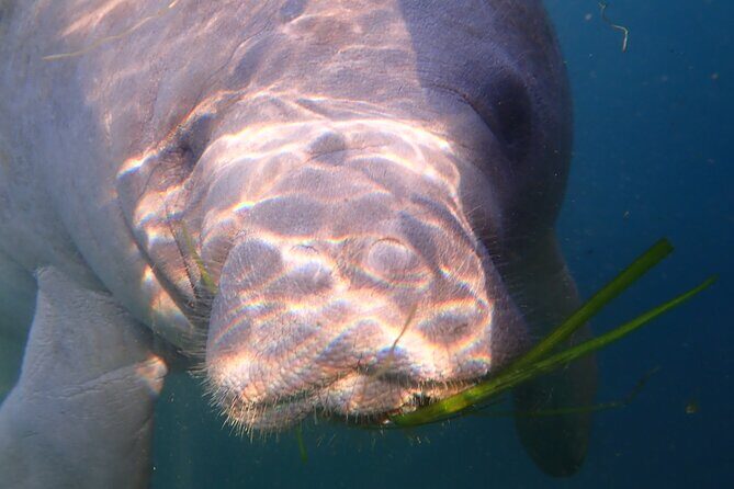 Swim with Manatees: Eco-Educational Tour in Crystal River - Who Will Love This Tour?