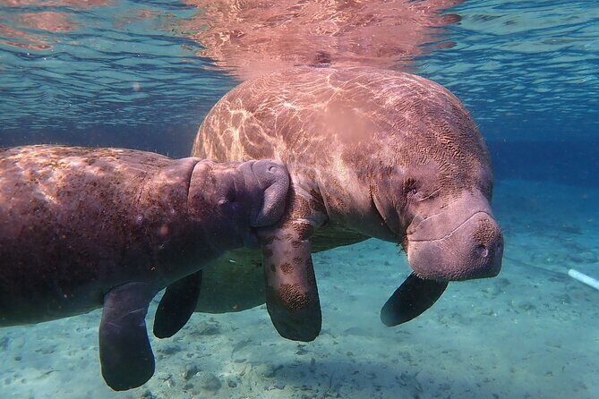 Swim with Manatees: Eco-Educational Tour in Crystal River - The Sum Up