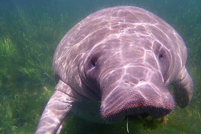 Swim with Manatees: Eco-Educational Tour in Crystal River - FAQ