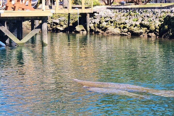 Swim With Manatees In Crystal River - Why This Tour Delivers Real Value