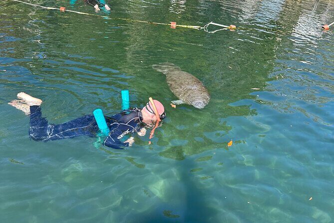 Swim with Manatees Private Tour - What to Expect on the Tour