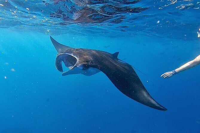 Swim With Manta Rays Snorkeling and West Penida - Exploring Nusa Penida: Snorkeling with Manta Rays and Stunning Coastal Views