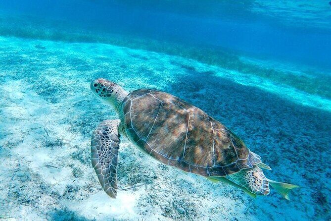 Swim with Pigs and Beach Snorkeling Adventure Rose Island Bahamas - Frequently Asked Questions