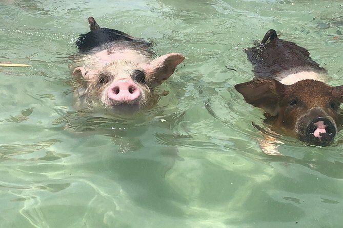 Swim with Pigs on a Tropical Island - Key Points