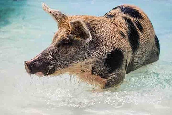 Swim with Pigs on a Tropical Island - Who Should Consider This Tour?