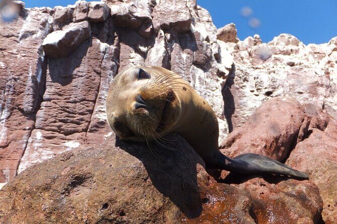Swim with Sea Lions in La Paz - An In-Depth Look at the Sea Lions Tour