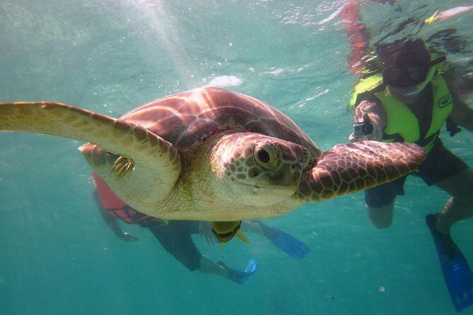 Swim with sea turtles - Where You’ll Start and What You’ll Do