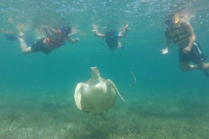 Swim with sea turtles - Who Will Love This Tour?