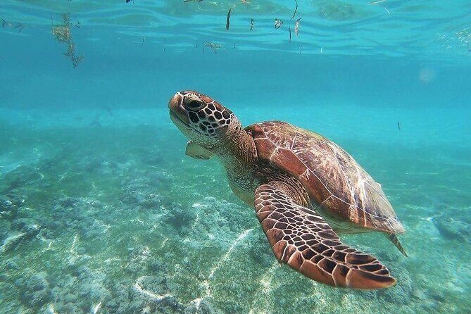 Swim with Sea Turtles in Akumal Plus Visit and Swim in a Cenote - Key Points