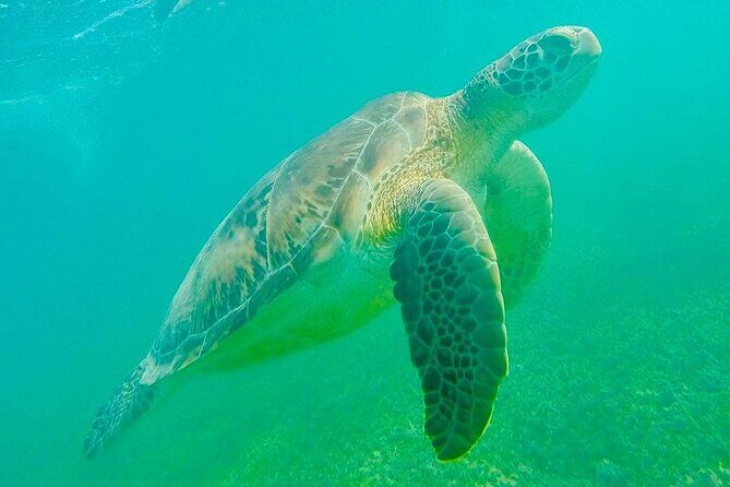 Swim with Sea Turtles in Akumal Plus Visit and Swim in a Cenote - The Experience in Detail
