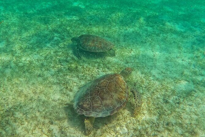 Swim with Sea Turtles in Akumal Plus Visit and Swim in a Cenote - Who Should Consider This Tour?