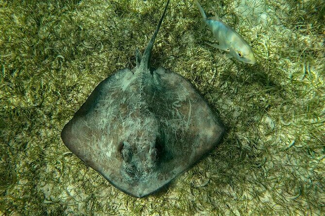 Swim with Sea Turtles in Akumal Plus Visit and Swim in a Cenote - The Sum Up