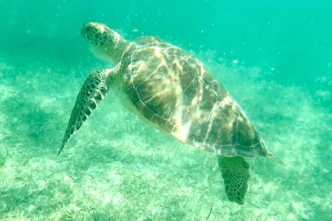 Swim with Sea Turtles in Akumal Plus Visit and Swim in a Cenote - FAQ