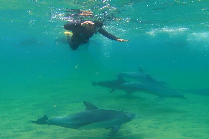 Swim With The Dolphins Experience in Bunbury Australia - An Authentic Encounter with Wild Dolphins in Bunbury, Australia