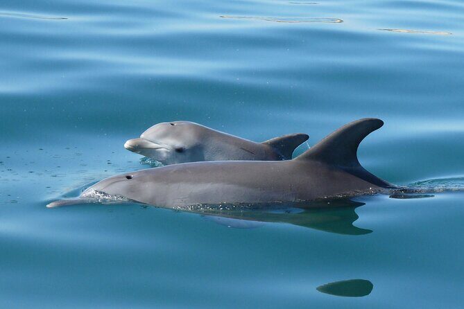 Swim With The Dolphins Experience in Bunbury Australia - Key Points