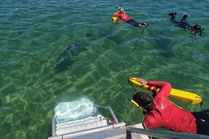 Swim With The Dolphins Experience in Bunbury Australia - Authentic Encounters and Genuine Conservation