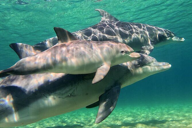 Swim With The Dolphins Experience in Bunbury Australia - Cost and Value: Is it Worth It?