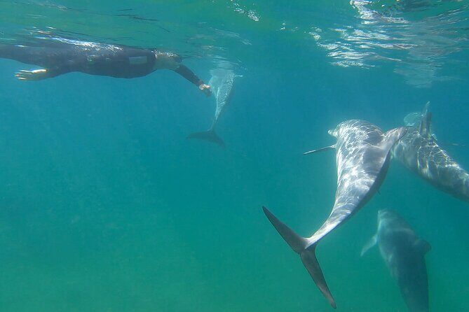 Swim With The Dolphins Experience in Bunbury Australia - Who Should Consider This Tour?