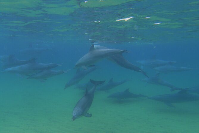 Swim With The Dolphins Experience in Bunbury Australia - FAQs