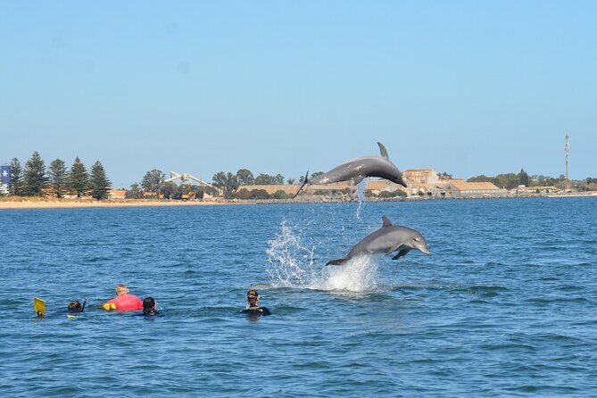 Swim With The Dolphins Experience in Bunbury Australia - Summing Up: Why This Tour is a Great Choice