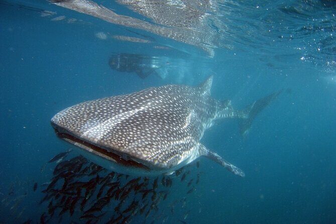 Swim with the giant of the sea The whale shark - Discover the Majesty of the Whale Shark in La Paz