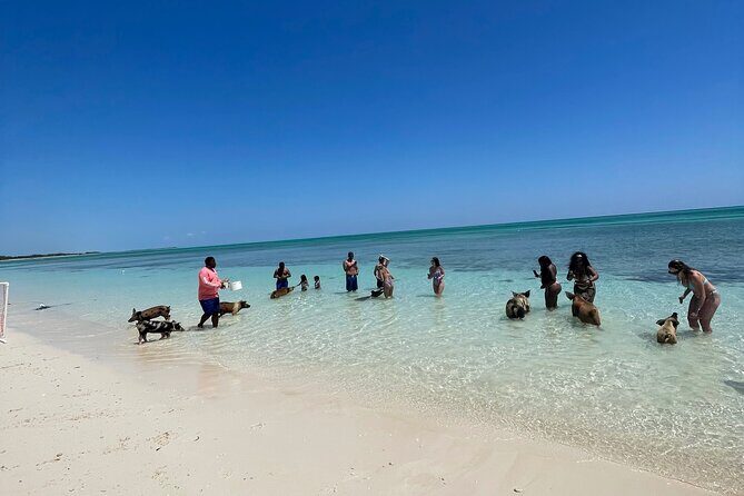 Swim with the Pigs Freeport @Creative Eco Adventures - FAQ